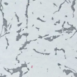 Hpl 8191